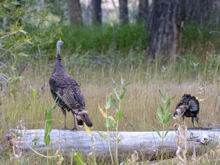 Turkey at Edness Kimball Wilkins State Park