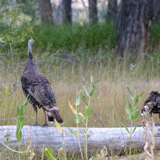 Turkey at Edness Kimball Wilkins State Park