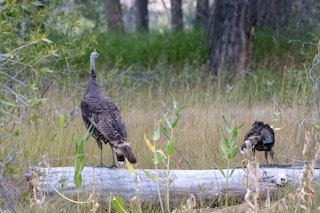 Turkey at Edness Kimball Wilkins State Park