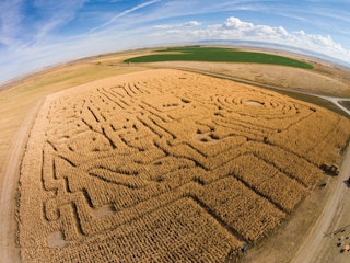 Corn Maze