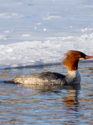 Winter Wildlife in Casper
