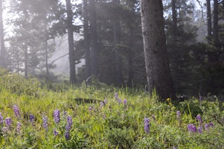Spring Wildflowers on Casper Mountain