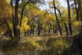 Fall Colors on Casper Mountain